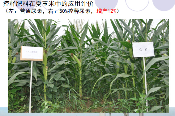 2014年麻豆精品视频缓释肥在夏玉米上的表现