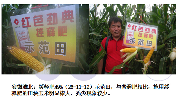 2015年麻豆精品视频缓释肥在河北玉米表现